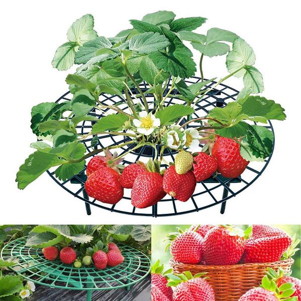 other garden supplies strawberry bracket sun flower stand plant climbing props growth mold proof branches vines protection tray
other garden supplies strawberry bracket sun flower stand plant climbing props growth mold proof branches vines protection tray