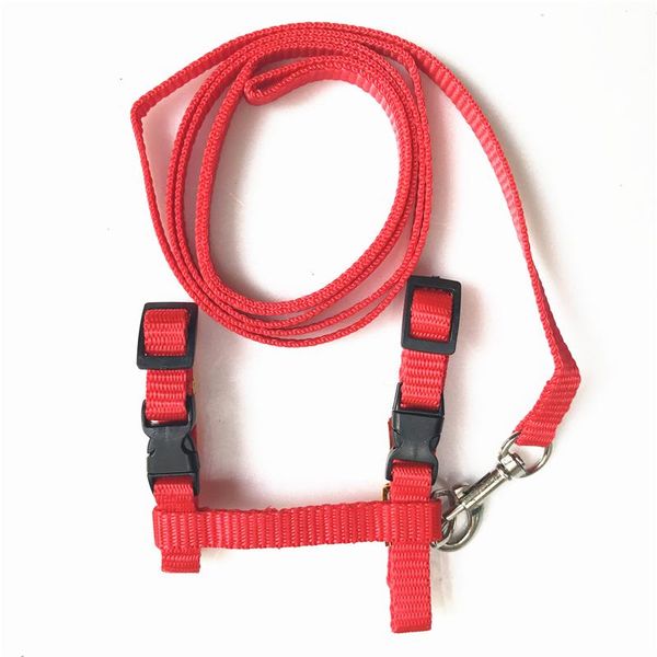 cat collars & leads pet collar harness and leash products belt adjustable nylon traction dog halter
cat collars & leads pet collar harness and leash products belt adjustable nylon traction dog halter