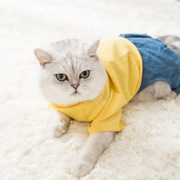 dog apparel pet cat clothes four-legged clothing spring and autumn for cats small dogs festival pomeranian teddy
dog apparel pet cat clothes four-legged clothing spring and autumn for cats small dogs festival pomeranian teddy