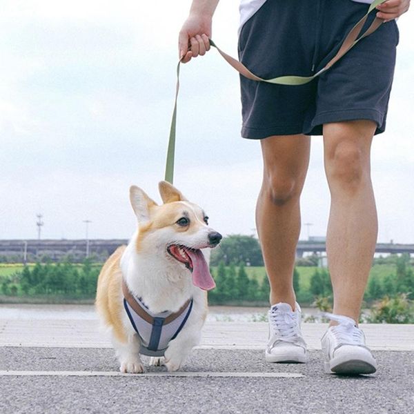 dog collars & leashes collar with leash harness vest training puppy soft pet for dogs cats cat chest strap supplies
dog collars & leashes collar with leash harness vest training puppy soft pet for dogs cats cat chest strap supplies