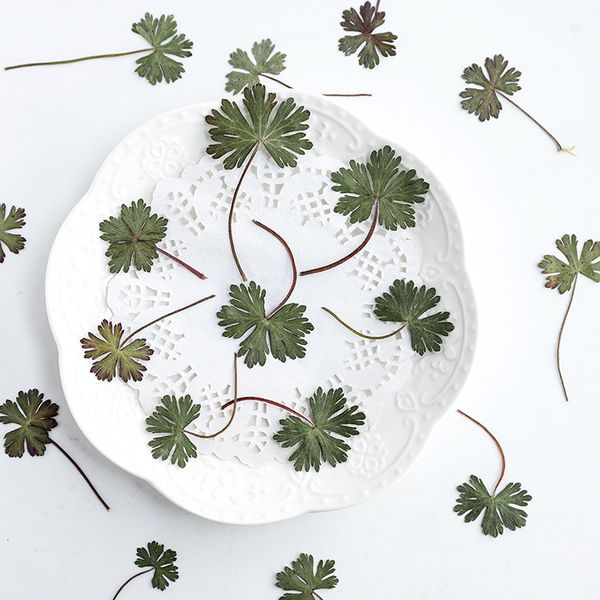 geranium leaf real flower decal material diy plant specimen dry escort festival gift design
geranium leaf real flower decal material diy plant specimen dry escort festival gift design