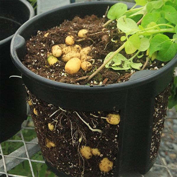 planters & pots plants nursery pot seedlings flower plant container starting (black)
planters & pots plants nursery pot seedlings flower plant container starting (black)