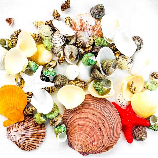 novelty items natural shell starfish coral fish tank landscaping decor mediterranean style shooting prop diy drift bottle home accessory
novelty items natural shell starfish coral fish tank landscaping decor mediterranean style shooting prop diy drift bottle home accessory