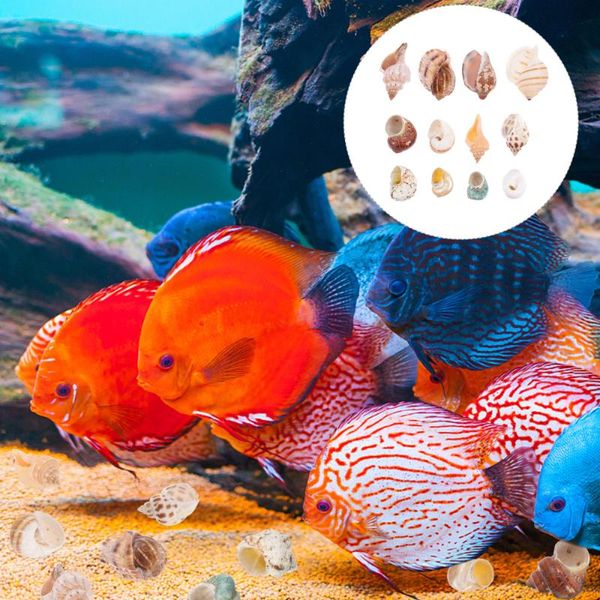 novelty items 12pcs conch shell fish tank aquarium decorations bonsai ornaments crafts
novelty items 12pcs conch shell fish tank aquarium decorations bonsai ornaments crafts