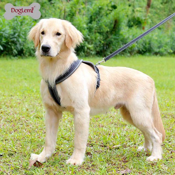 pet clothes large and medium-sized dog chest back cover mesh cloth breathable i-shaped explosion-proof red gold wool belt
pet clothes large and medium-sized dog chest back cover mesh cloth breathable i-shaped explosion-proof red gold wool belt