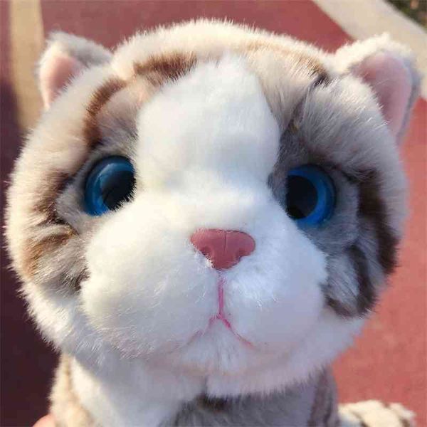 japanese super imitation little orange plush cute english short blue cat doll baby gift 
japanese super imitation little orange plush cute english short blue cat doll baby gift