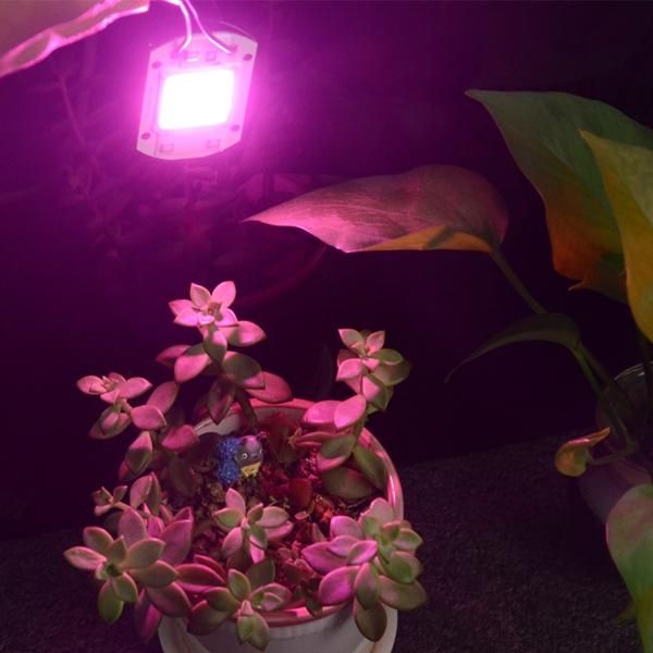 1pcs hydroponice 20w 30w 50w light chip full spectrum 380nm-840nm for indoor plant seedling and flower lights grow
1pcs hydroponice 20w 30w 50w light chip full spectrum 380nm-840nm for indoor plant seedling and flower lights grow