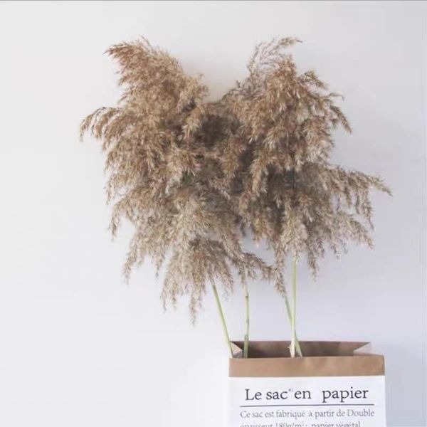 decorative flowers & wreaths natural dried pampas grass phragmites communis reed plants wedding flower bunch home decor diy
decorative flowers & wreaths natural dried pampas grass phragmites communis reed plants wedding flower bunch home decor diy