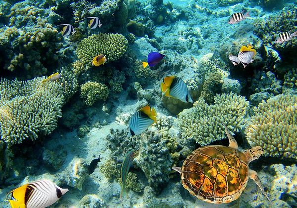 underwater world coral turtle 3d floor to floor painting floor wallpapers for living room
underwater world coral turtle 3d floor to floor painting floor wallpapers for living room