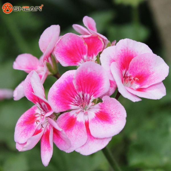 20 Pieces/ Bag Rare Pink Butterfly Univalve Geranium Seeds Perennial Flower Seeds Pelargonium Peltatum Seeds for Indoor Rooms
20 Pieces/ Bag Rare Pink Butterfly Univalve Geranium Seeds Perennial Flower Seeds Pelargonium Peltatum Seeds for Indoor Rooms
