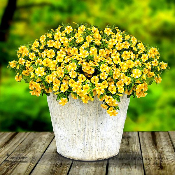 Ломтиком Лимона Superbells Calibrachoa Петуния Годовой Цветок Семена, Профессиональный Пак
Ломтиком Лимона Superbells Calibrachoa Петуния Годовой Цветок Семена, Профессиональный Пак