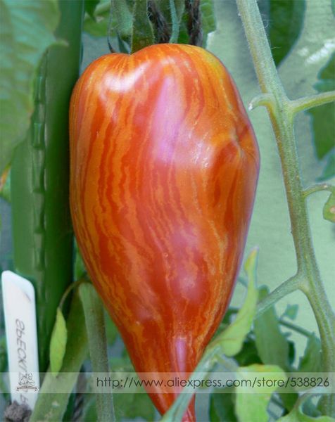 Sementes big_box
Sementes big_box