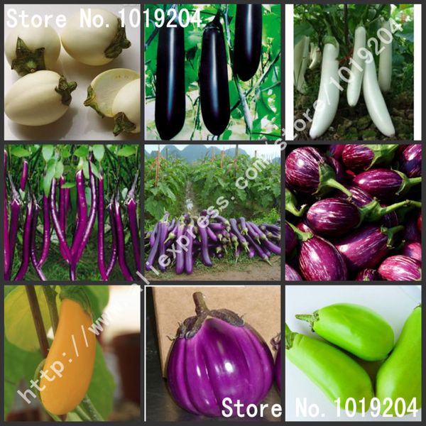

Семена овощных культур, 200 шт. семян баклажанов, черный, фиолетовый, желтый, зелены