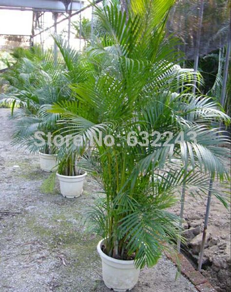 DIY Home Garden Plant 5 Seeds Genuine Chrysalidocarpus lutescens Palm Areca Palm Dypsis Tree Seeds Free Shipping
DIY Home Garden Plant 5 Seeds Genuine Chrysalidocarpus lutescens Palm Areca Palm Dypsis Tree Seeds Free Shipping