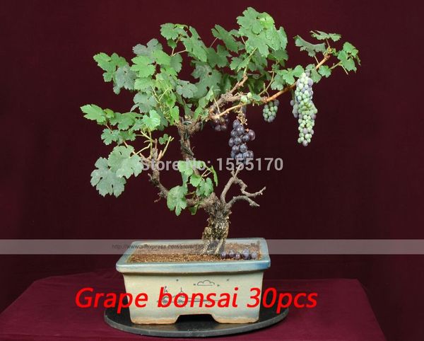 

30 шт., виноград семена редких видов бонсай фрукты виноградные семена,DIY домашний с