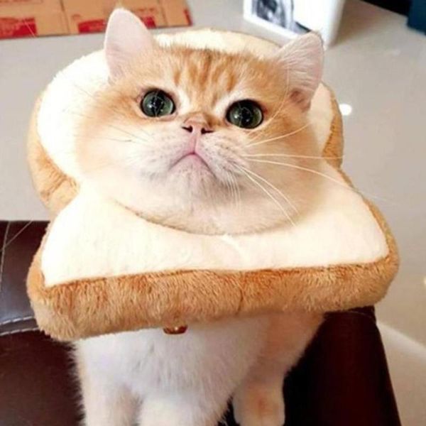 cat collars & leads pet dog cats puppy cartoon soft toast bread shape collar scarf headgear props
cat collars & leads pet dog cats puppy cartoon soft toast bread shape collar scarf headgear props