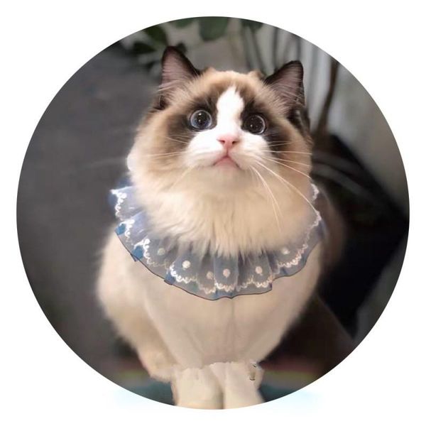 dog apparel 2021 pet jewelry accessories cat puppy collar handmade pure double fold bib saliva towel tie
dog apparel 2021 pet jewelry accessories cat puppy collar handmade pure double fold bib saliva towel tie