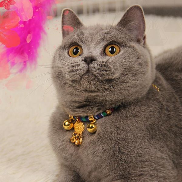 pet collar cat personalized necklace longevity lock spot wholesale bell puppy supplies collars & leads
pet collar cat personalized necklace longevity lock spot wholesale bell puppy supplies collars & leads