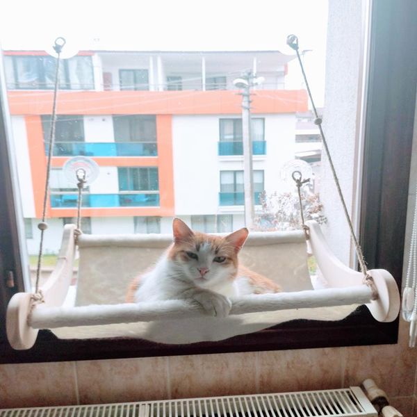 cat mounted wood large capacity hammock pet beds bearing comfortable bed for mat shelf seat 7kg & furniture
cat mounted wood large capacity hammock pet beds bearing comfortable bed for mat shelf seat 7kg & furniture
