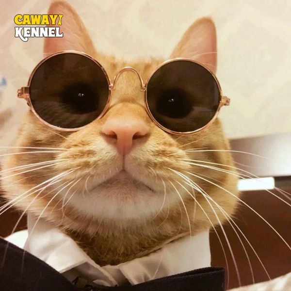 2pcs/setlovely pet cat glasses dog products for little eye-wear sunglasses pos props accessories costumes
2pcs/setlovely pet cat glasses dog products for little eye-wear sunglasses pos props accessories costumes