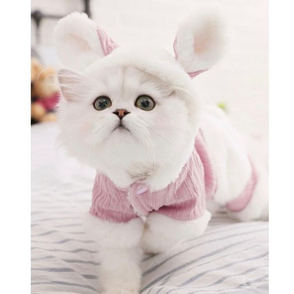 cat costumes year autumn winter sweater dog warm clothes pet for kitten clothing lovely vest cute costume n119
cat costumes year autumn winter sweater dog warm clothes pet for kitten clothing lovely vest cute costume n119