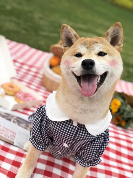 dog apparel fashion plaid shirt for pet clothing dogs cat summer clothes akita schauzer puppy
dog apparel fashion plaid shirt for pet clothing dogs cat summer clothes akita schauzer puppy