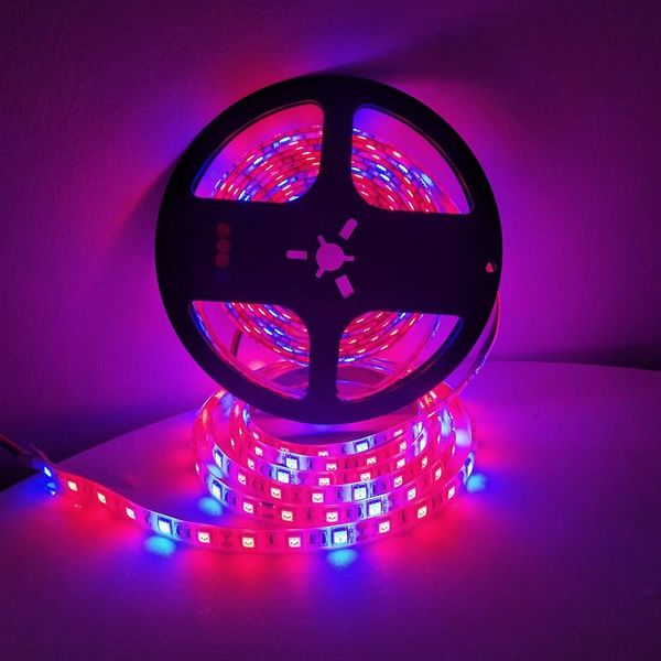 strips led lamp with plant light, red and blue lamp, greenhouse, water culture growth chip 5m 300led 12v
strips led lamp with plant light, red and blue lamp, greenhouse, water culture growth chip 5m 300led 12v