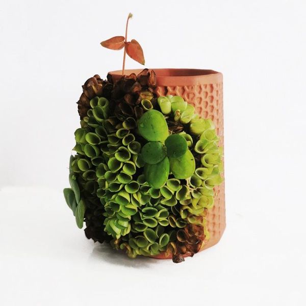 planters & pots automatic watering ceramic flowerpot bean sprout basin infiltration of indoor plant laterite hydroponics jar
planters & pots automatic watering ceramic flowerpot bean sprout basin infiltration of indoor plant laterite hydroponics jar