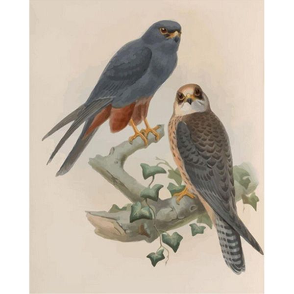 paintings painting by numbers noisy bird diy for adults home decor oil animals handpainted pictures art gift
paintings painting by numbers noisy bird diy for adults home decor oil animals handpainted pictures art gift