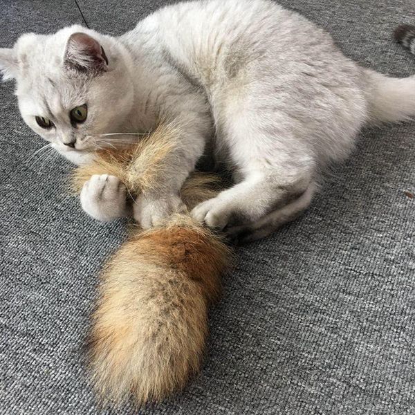 cat toys interactive stick feather wand with bell artificial plush tail cats kitten teaser funny pet exercise
cat toys interactive stick feather wand with bell artificial plush tail cats kitten teaser funny pet exercise
