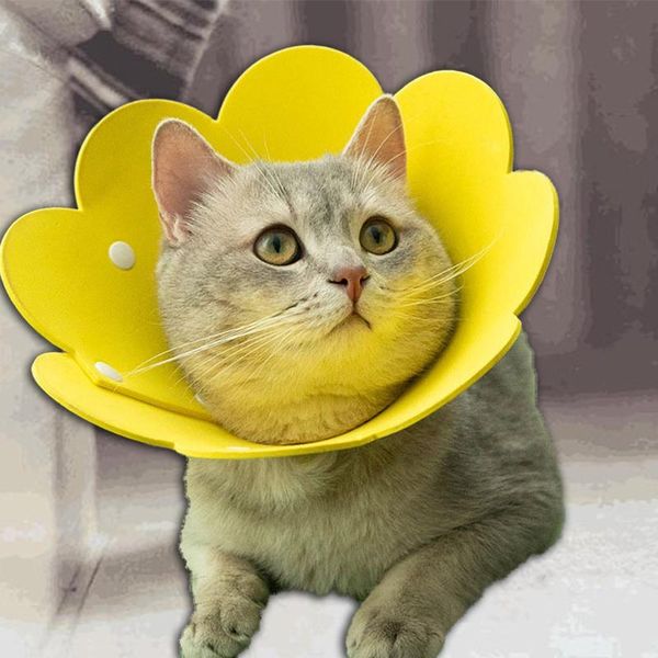 cat collars & leads soft protect pet collar sunflower felt cloth circle recovery sleeve dog wound healing anti bite
cat collars & leads soft protect pet collar sunflower felt cloth circle recovery sleeve dog wound healing anti bite