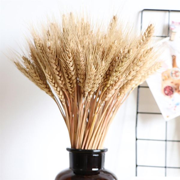rea wheat ear fower natura dried fowers wheat ears bouquet for wedding party home decor diy craft
rea wheat ear fower natura dried fowers wheat ears bouquet for wedding party home decor diy craft