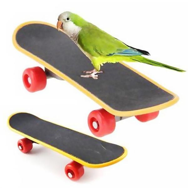 pattern random bird perch toy mini skateboard playing training plastic skating board pet supplies other
pattern random bird perch toy mini skateboard playing training plastic skating board pet supplies other