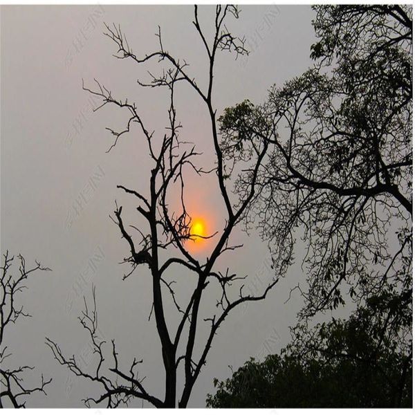 new chinese style gray yellow sunrise branches wallpapers 3d murals wallpaper for living room
new chinese style gray yellow sunrise branches wallpapers 3d murals wallpaper for living room