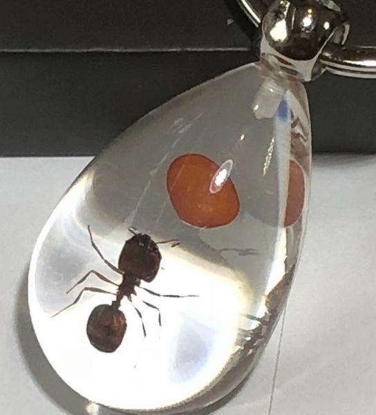 16 pcs fashion lucid drop real red bean ant keychain, Slivery;golden
16 pcs fashion lucid drop real red bean ant keychain, Slivery;golden