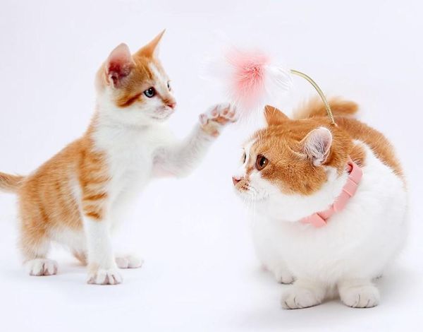 cat toys usd2.98/set silicon collar with spring feather playing fishing rod sticks 50sets/lots
cat toys usd2.98/set silicon collar with spring feather playing fishing rod sticks 50sets/lots