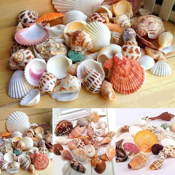 decorations 100g mixed fashion jewelry decoration diy beach seashells sea shells for caft decor
decorations 100g mixed fashion jewelry decoration diy beach seashells sea shells for caft decor