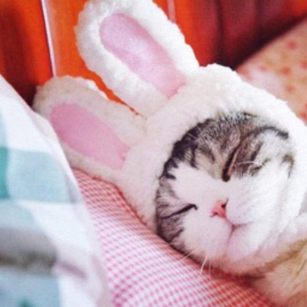 cat costumes dogs cats cartoon cute white ear shaped hat cap dog kitten cosplay headband year party accessory po props
cat costumes dogs cats cartoon cute white ear shaped hat cap dog kitten cosplay headband year party accessory po props