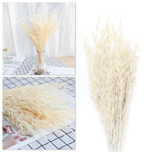 decorative flowers & wreaths 50pcs natural plant colorful pampas oat dried flower decor ceremony home modern decoration bouquet wedding l7n4
decorative flowers & wreaths 50pcs natural plant colorful pampas oat dried flower decor ceremony home modern decoration bouquet wedding l7n4