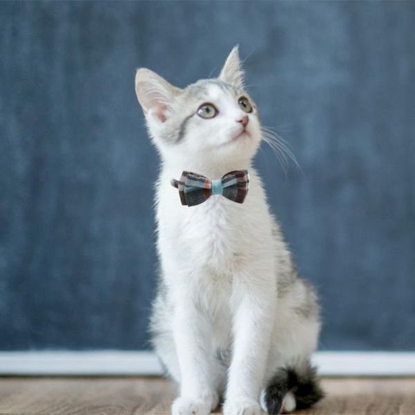 cat collars & leads collar with bell cloth wear-resistant cute bowknot plaid necklace safety adjustable for kittens pet products
cat collars & leads collar with bell cloth wear-resistant cute bowknot plaid necklace safety adjustable for kittens pet products