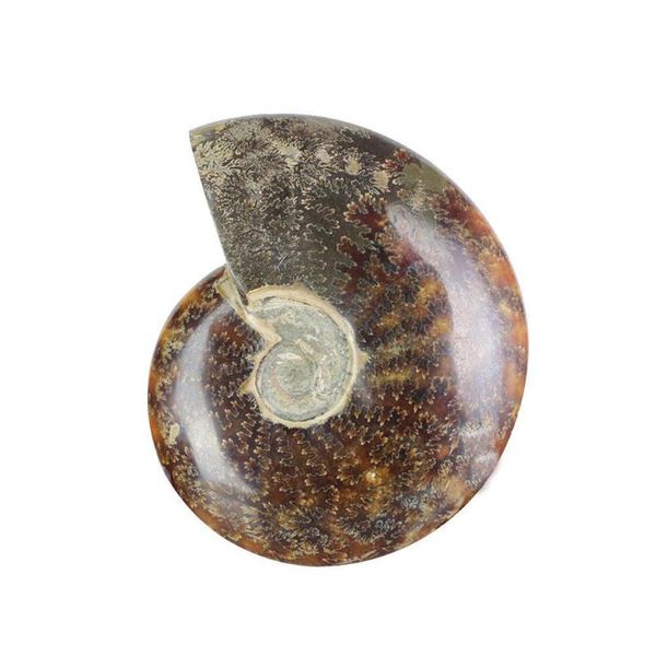 1pcs natural 25-30mm iridescent ammonite ammolite facet stone madagascar specimen significative collectibles gem fossil z0x0 decorative obje
1pcs natural 25-30mm iridescent ammonite ammolite facet stone madagascar specimen significative collectibles gem fossil z0x0 decorative obje