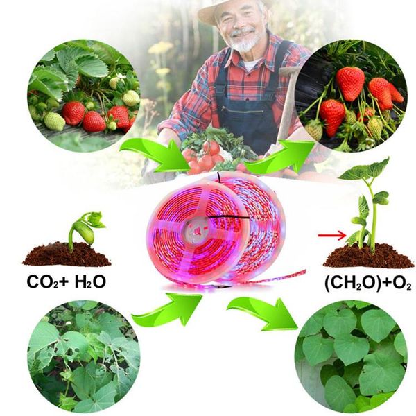 grow lights led light strip full spectrum flower plant the seeds phyto growth lamp dc 12v for indoor greenhouse hydroponic grows
grow lights led light strip full spectrum flower plant the seeds phyto growth lamp dc 12v for indoor greenhouse hydroponic grows