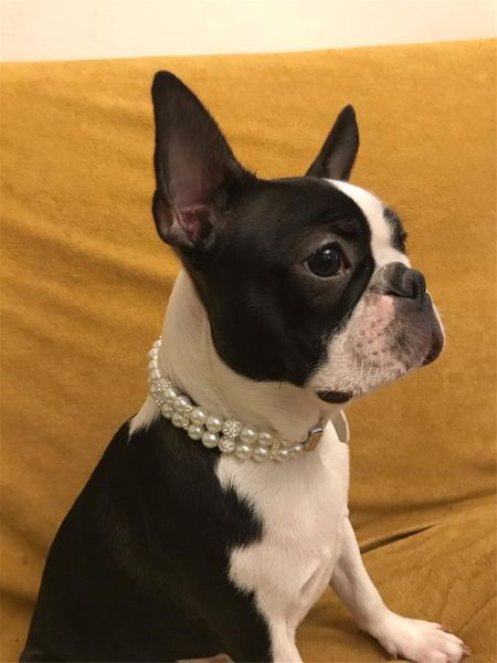 dog collars & leashes 2021 pet cat bling rhinestones adjustable leather necklace pearl studded collar for teddy accessories
dog collars & leashes 2021 pet cat bling rhinestones adjustable leather necklace pearl studded collar for teddy accessories
