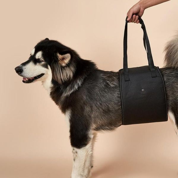 dog sling lift adjustable straps support harness helps dogs walking auxiliary belt for disability elderly car seat covers
dog sling lift adjustable straps support harness helps dogs walking auxiliary belt for disability elderly car seat covers