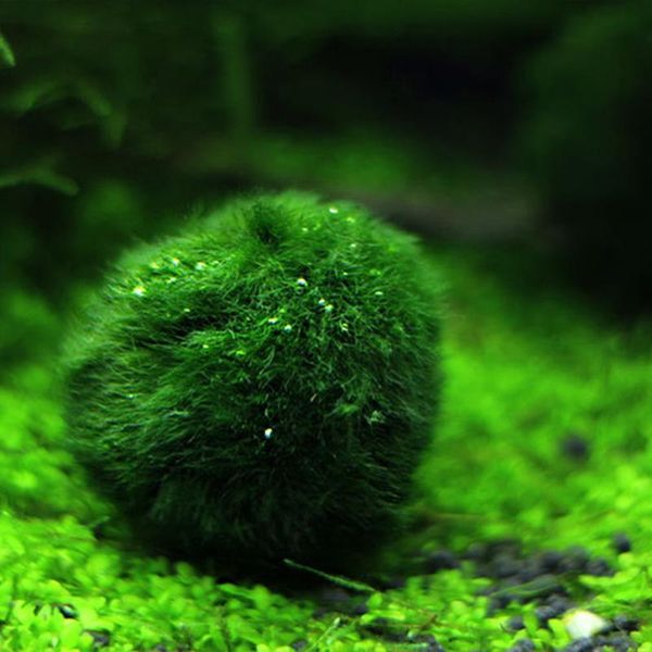 decorations 4pcs aquarium ball landscaping ornamental fish tank decoration chlorella balls ornament artificial plants seaweed
decorations 4pcs aquarium ball landscaping ornamental fish tank decoration chlorella balls ornament artificial plants seaweed