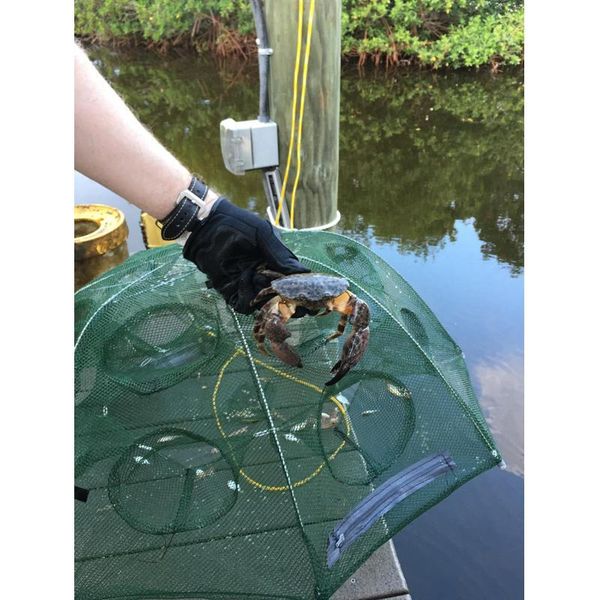 fishing accessories foldable 4-20 hole net casting crayfish shrimp mini fish crab bait trapping cage mesh fishnet
fishing accessories foldable 4-20 hole net casting crayfish shrimp mini fish crab bait trapping cage mesh fishnet