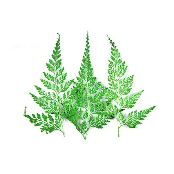 decorative flowers & wreaths real dried flower dry plant home candle resin christmas party wedding decoration making craft diy
decorative flowers & wreaths real dried flower dry plant home candle resin christmas party wedding decoration making craft diy