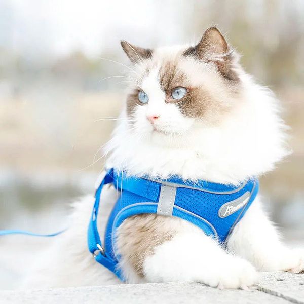 cat collars & leads adjustable traction rope leash set vest chest strap puppy collar polyester harness reflective small and medium pet chai
cat collars & leads adjustable traction rope leash set vest chest strap puppy collar polyester harness reflective small and medium pet chai