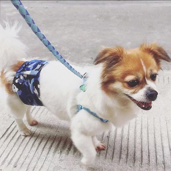 dog apparel diaper sanitary physiological pants s-xl washable female shorts panties menstruation underwear briefs pet
dog apparel diaper sanitary physiological pants s-xl washable female shorts panties menstruation underwear briefs pet