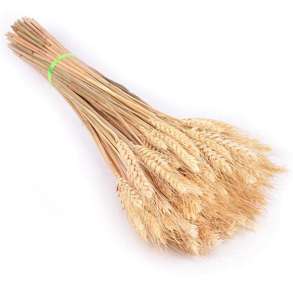 decorative flowers & wreaths 100pcs/lot real wheat ear flower natural dried for wedding party decoration diy craft scrapbook home decor
decorative flowers & wreaths 100pcs/lot real wheat ear flower natural dried for wedding party decoration diy craft scrapbook home decor